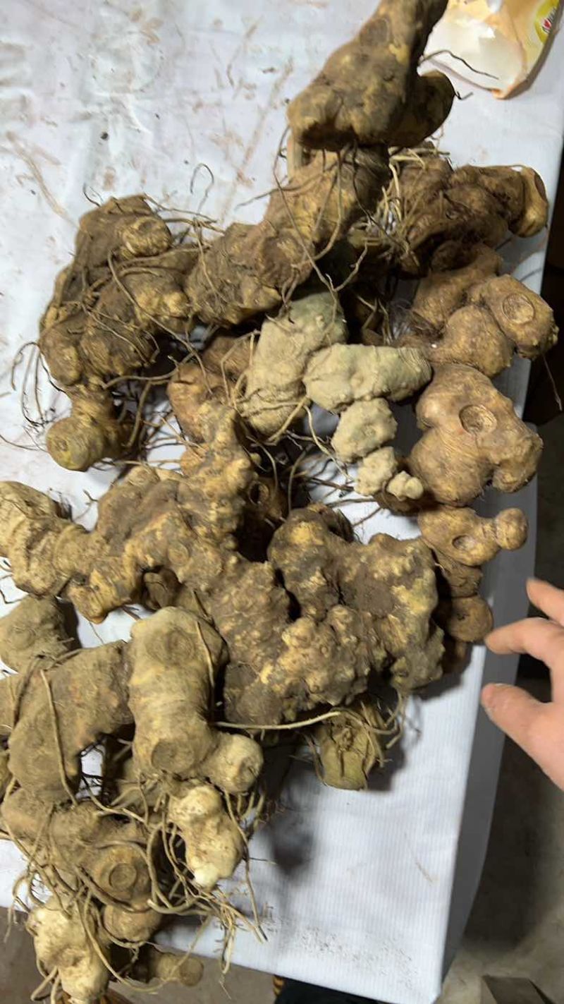 新鲜深山野生老虎姜多花黄精