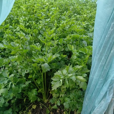 芹菜