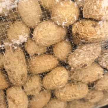 罗汉花生种子果，米