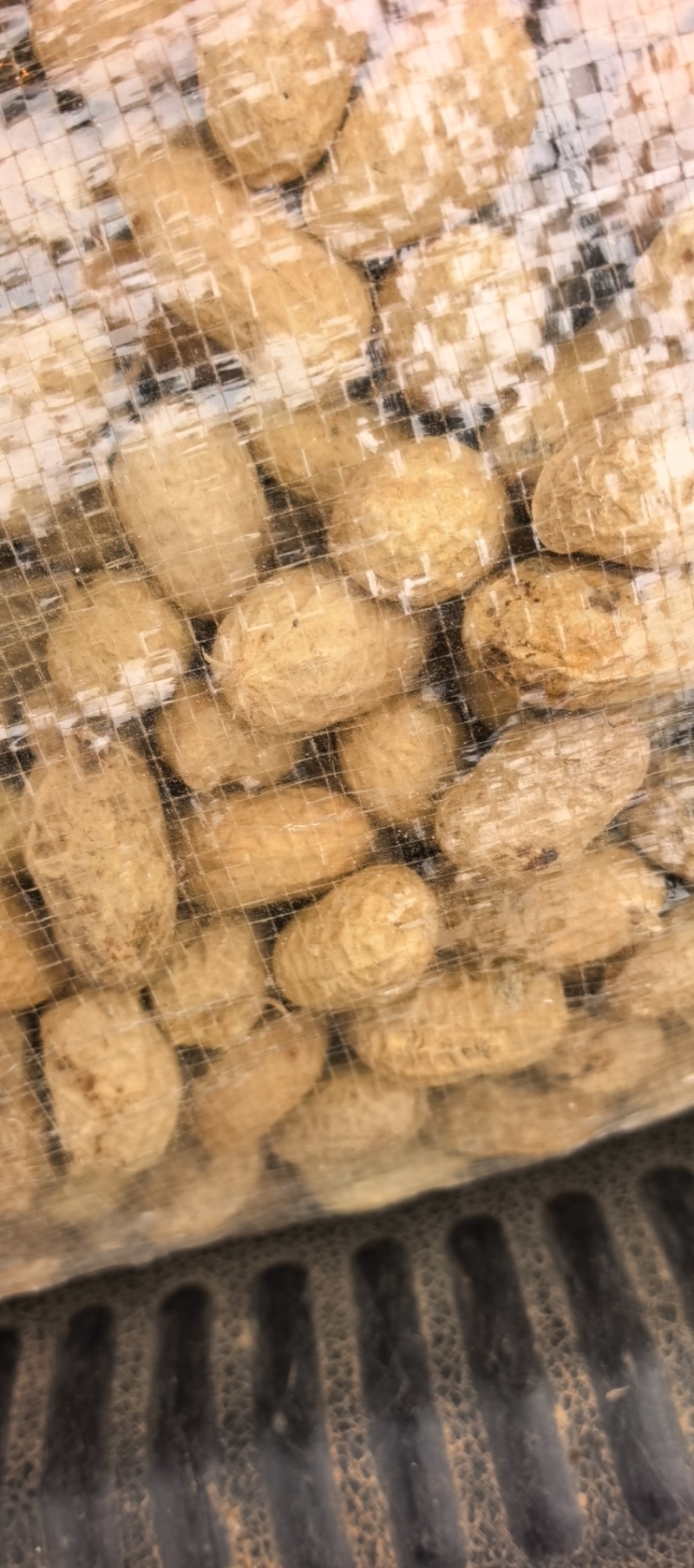 罗汉花生种子果，米