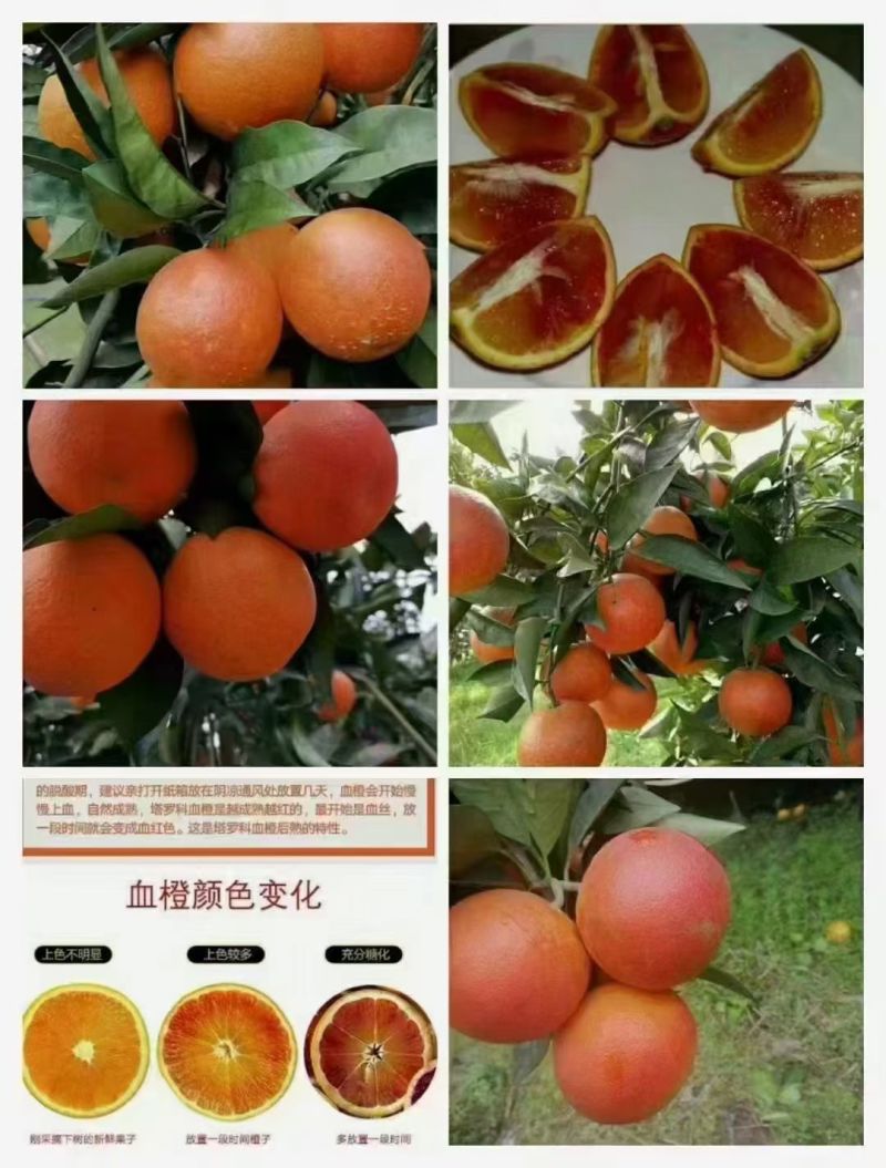 长寿湖血橙