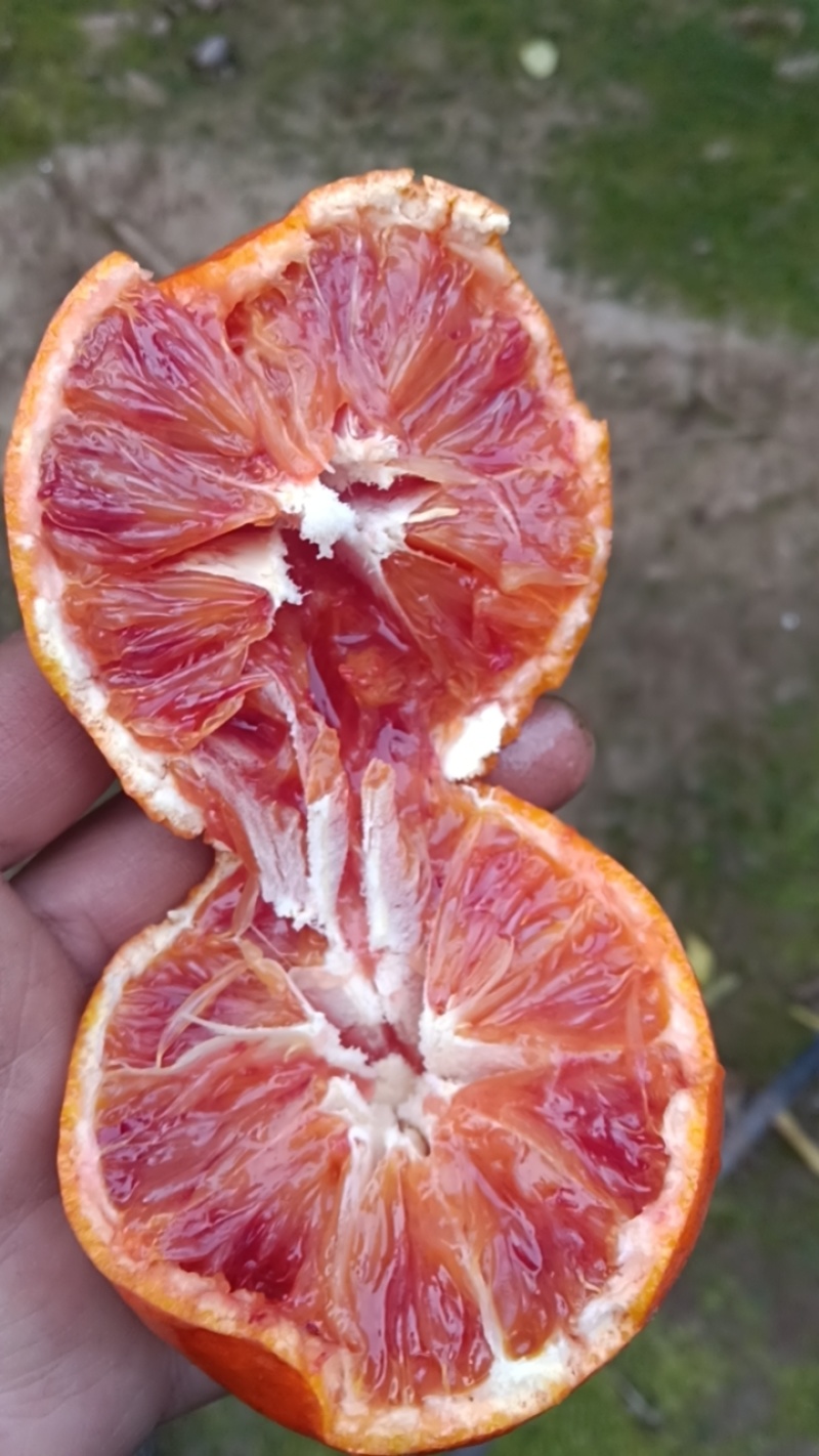长寿湖血橙