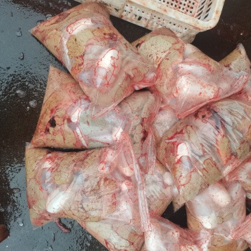 新鲜鲤鱼籽
