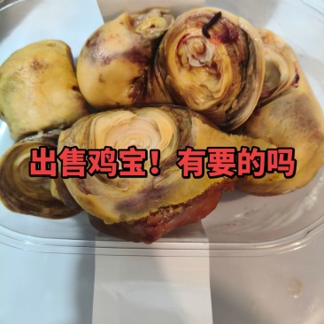 鸡宝