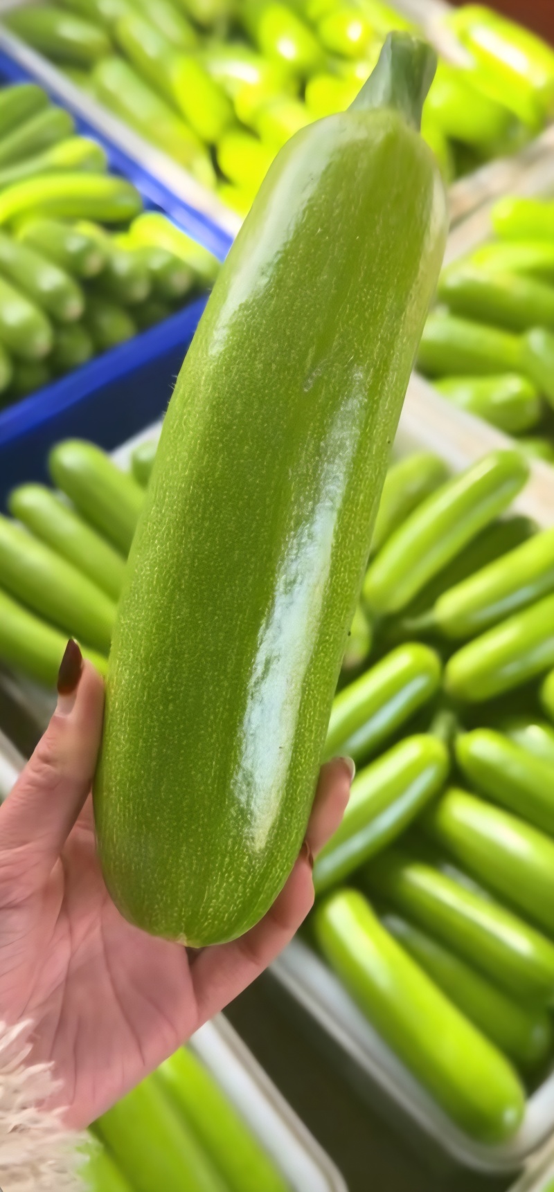 高质量西葫芦