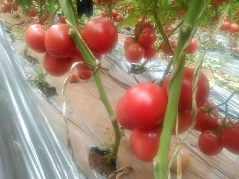 硬粉西红柿，单果串果大量上市