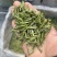 2026年新茶黄芽毛峰