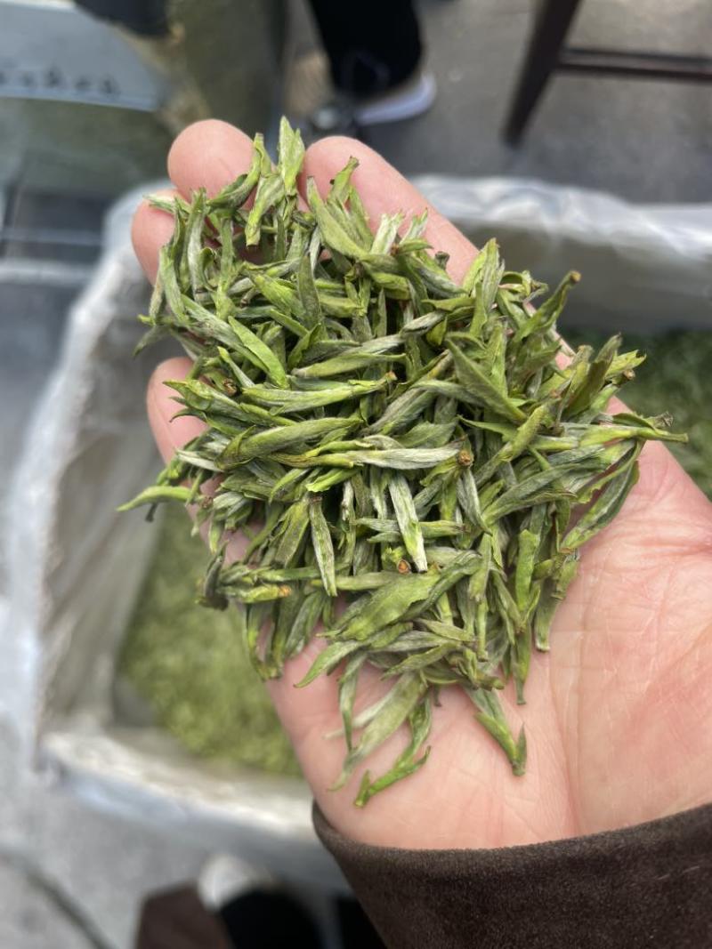 2026年新茶黄芽毛峰