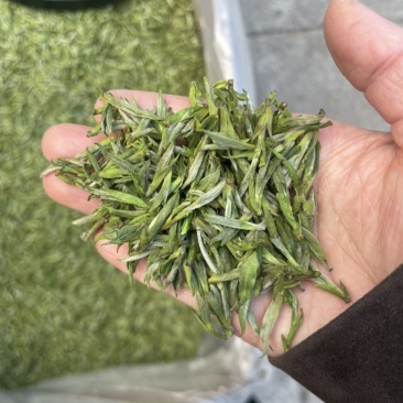 2026年新茶黄芽毛峰