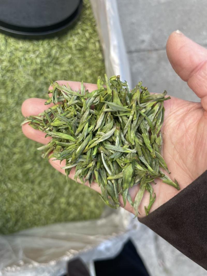 2026年新茶黄芽毛峰