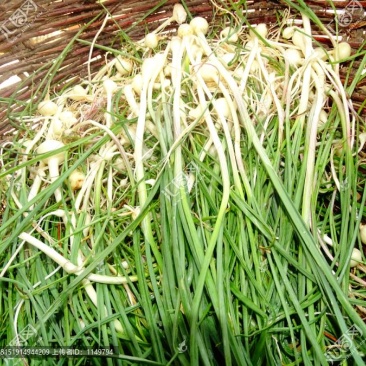 正宗小根蒜新鲜野葱薤白农家现挖