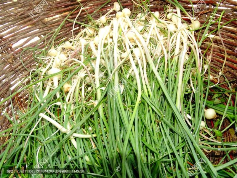 正宗小根蒜新鲜野葱薤白农家现挖