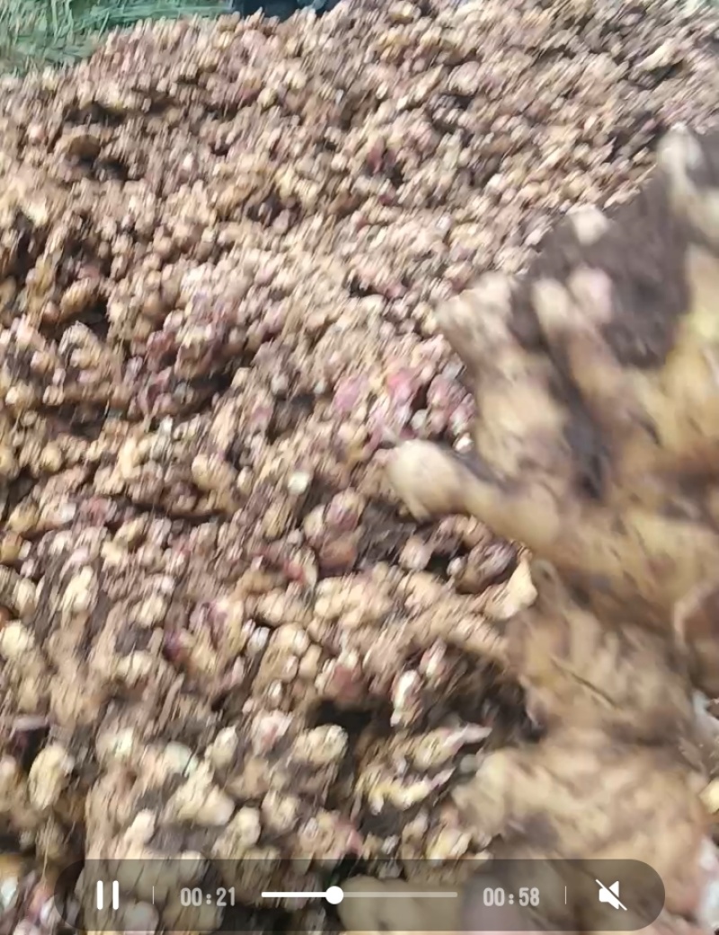 自家种植正宗贵州二黄菜姜，肉质紧实、辛辣味足，无死棵、无坏姜