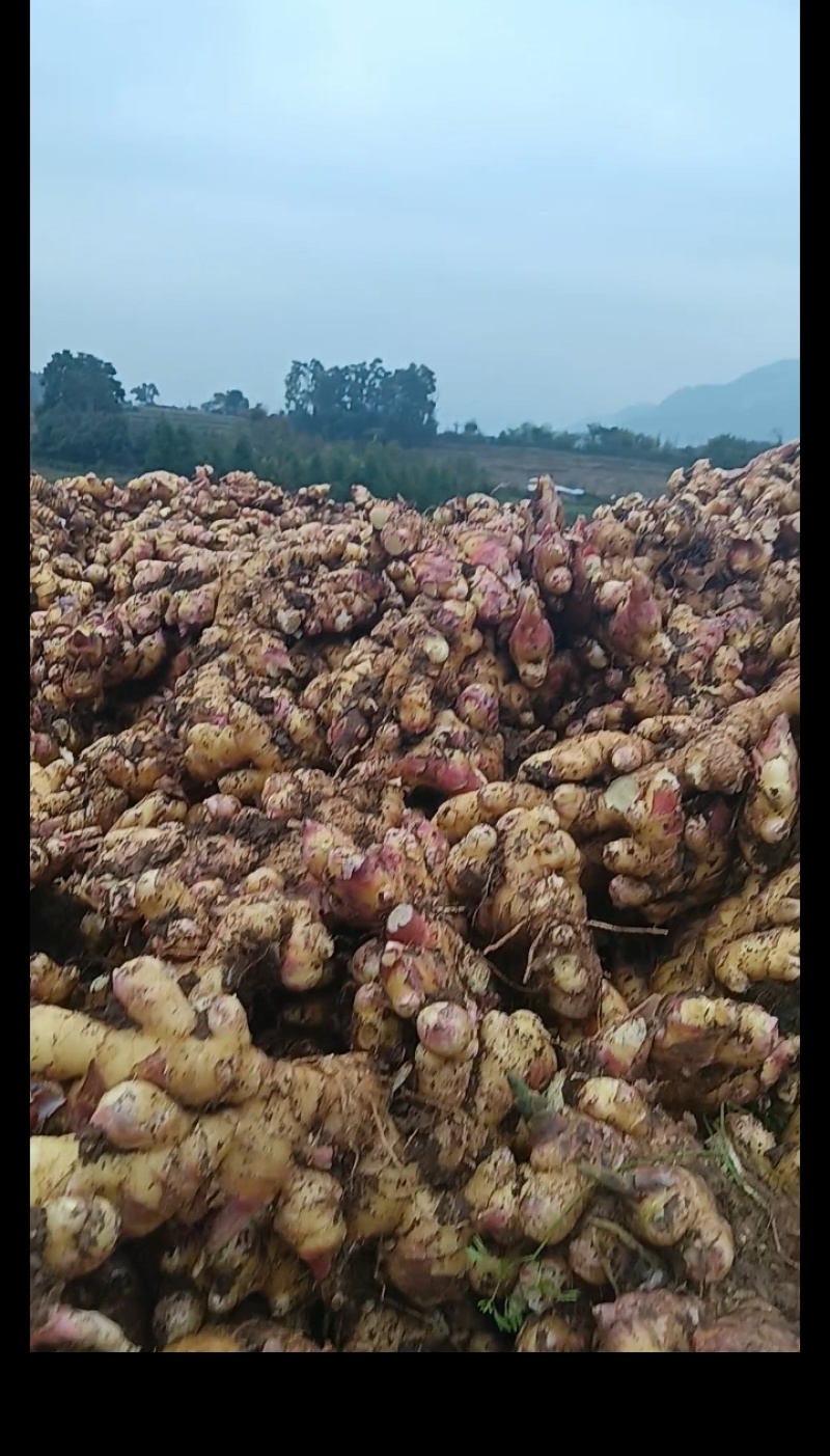 自家种植正宗贵州二黄菜姜，肉质紧实、辛辣味足，无死棵、无坏姜