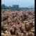 自家种植正宗贵州二黄菜姜，肉质紧实、辛辣味足，无死棵、无坏姜