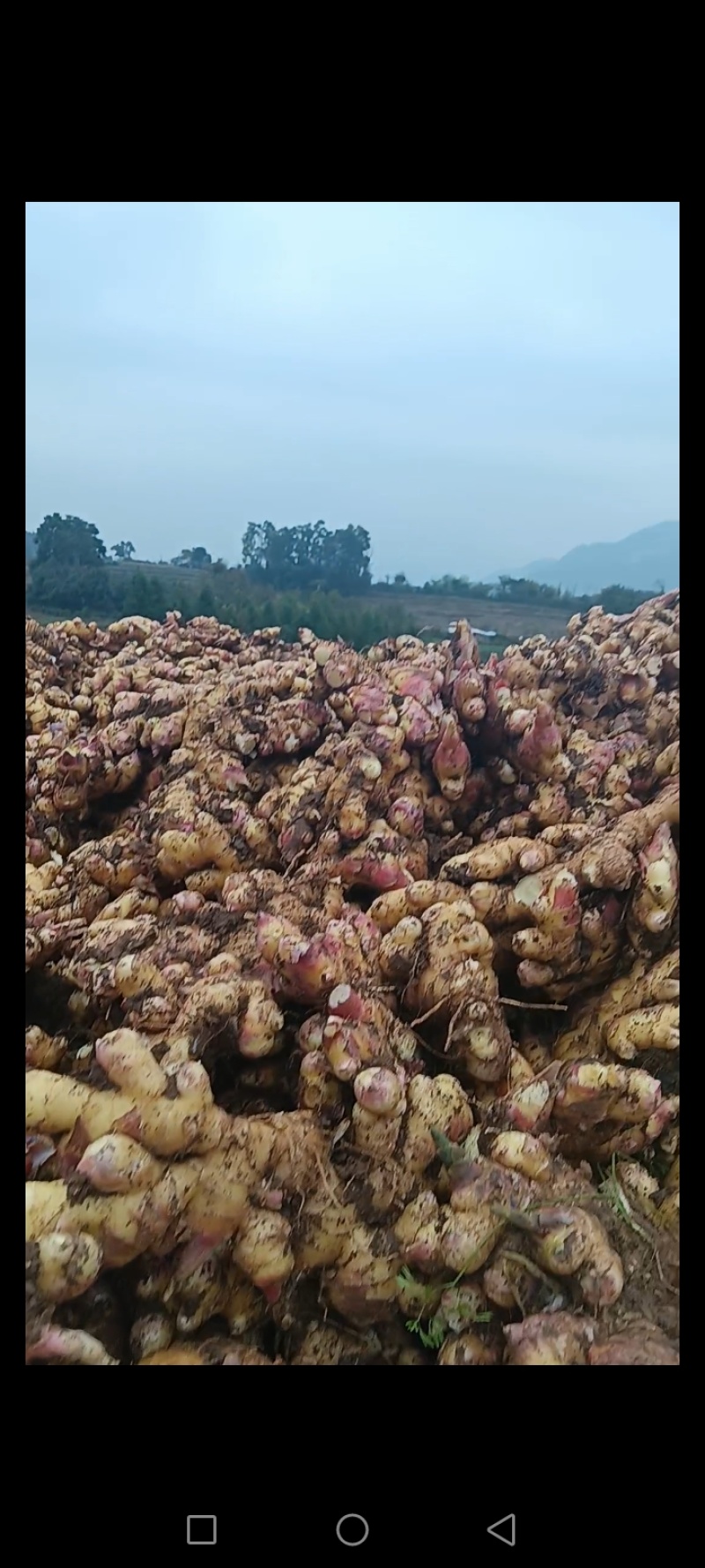 自家种植正宗贵州二黄菜姜，肉质紧实、辛辣味足，无死棵、无坏姜