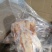 白条鸽
