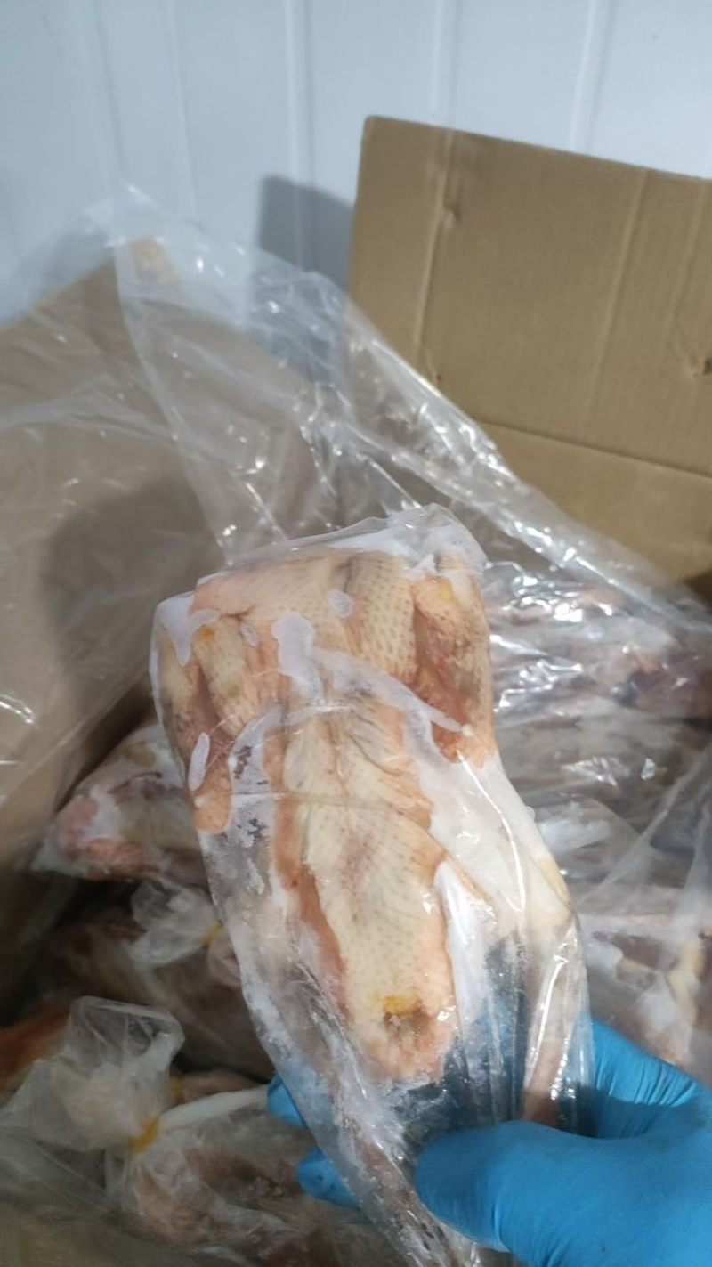 白条鸽