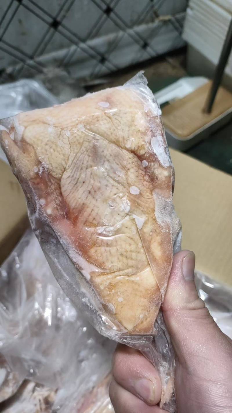 白条鸽