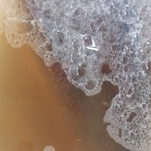 大青鱼