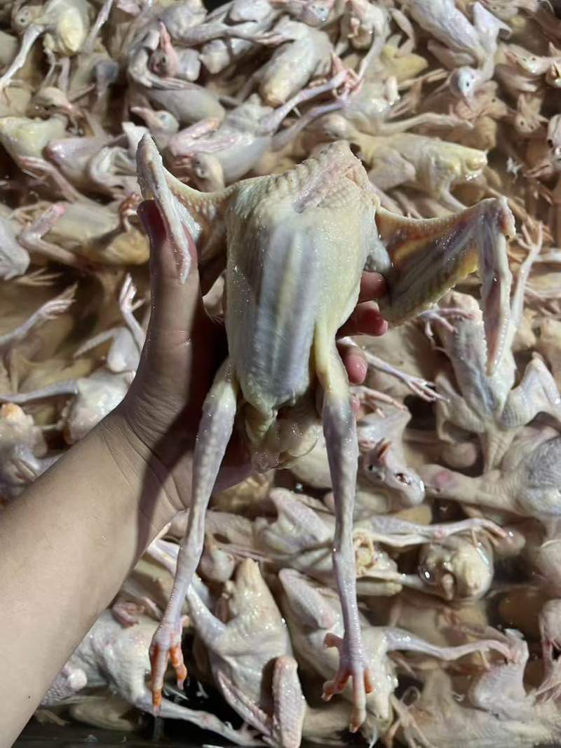 🔥原粮白条乳鸽批发🔥