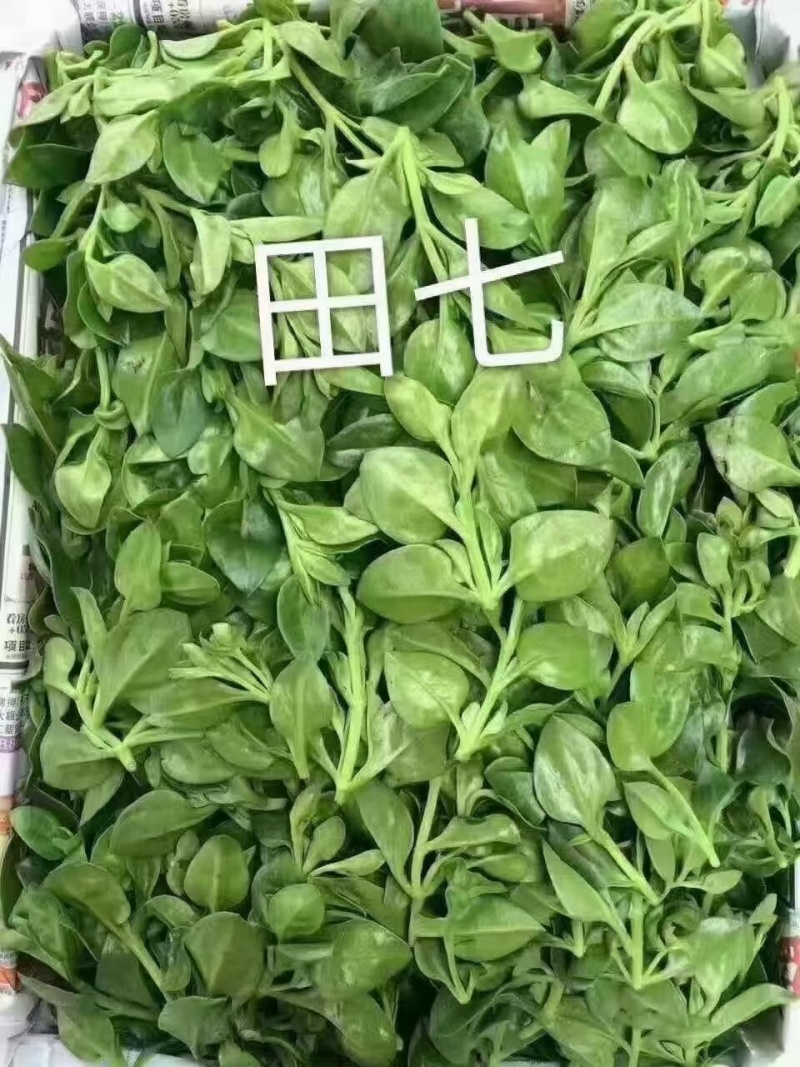 田七冰草