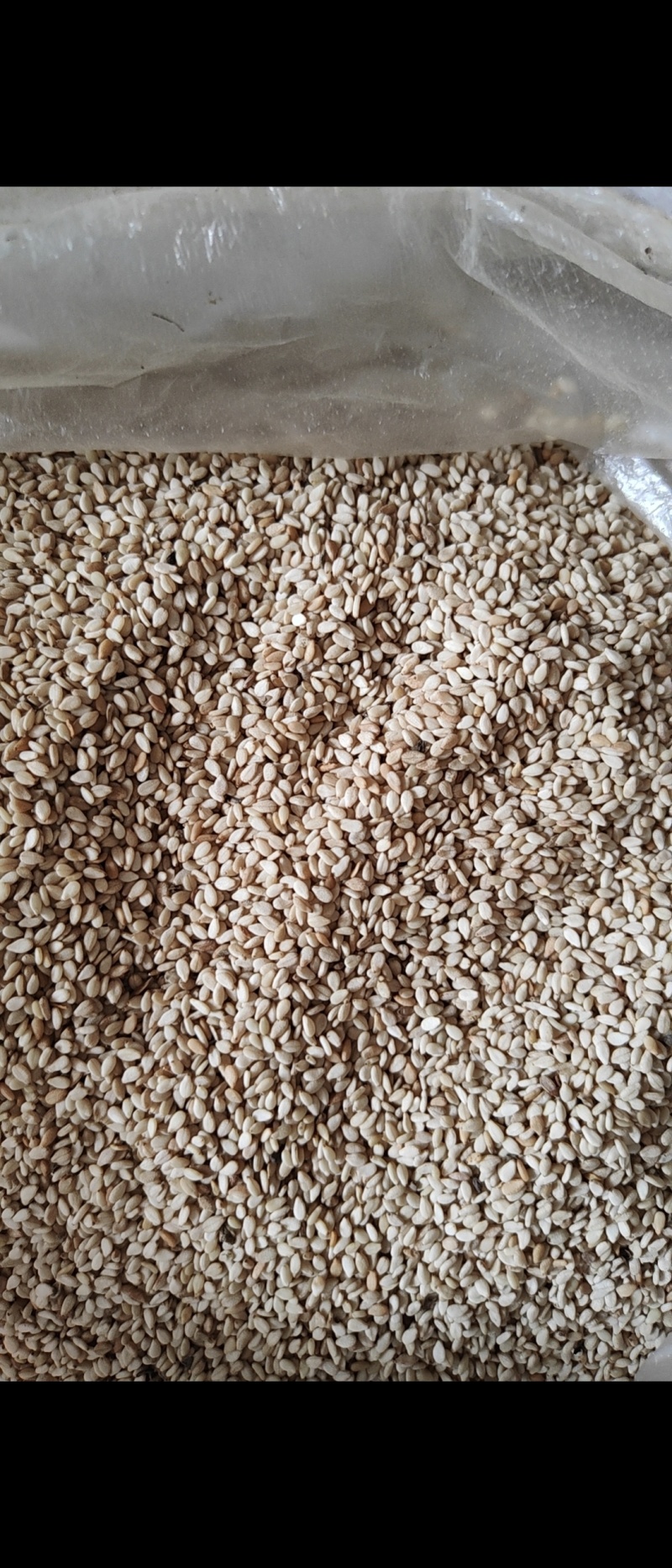 急需出售500斤白芝麻