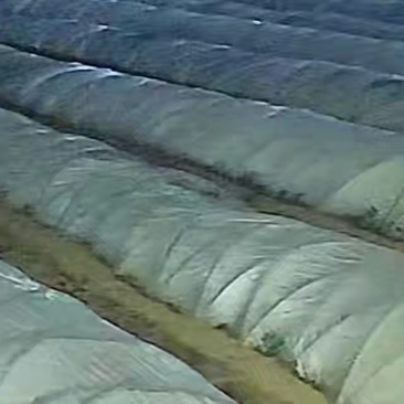 铁杆青小棚精品货需要的老板速度价格不高