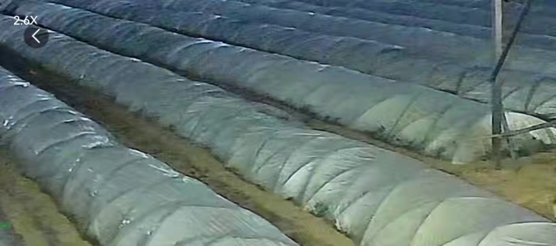 铁杆青小棚精品货需要的老板速度价格不高