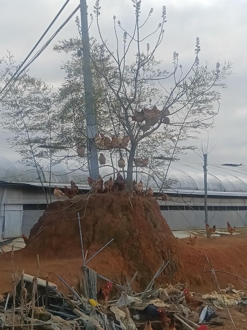 浙江江山市山林放养吃稻谷玉米长月龄白耳土鸡