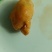 鸡宝