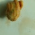 鸡宝