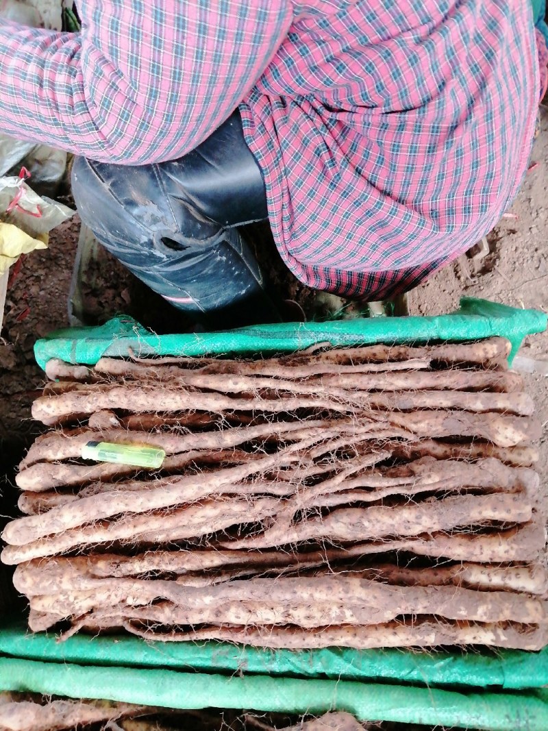 铁棍山药苗