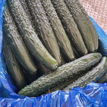 精品黄瓜