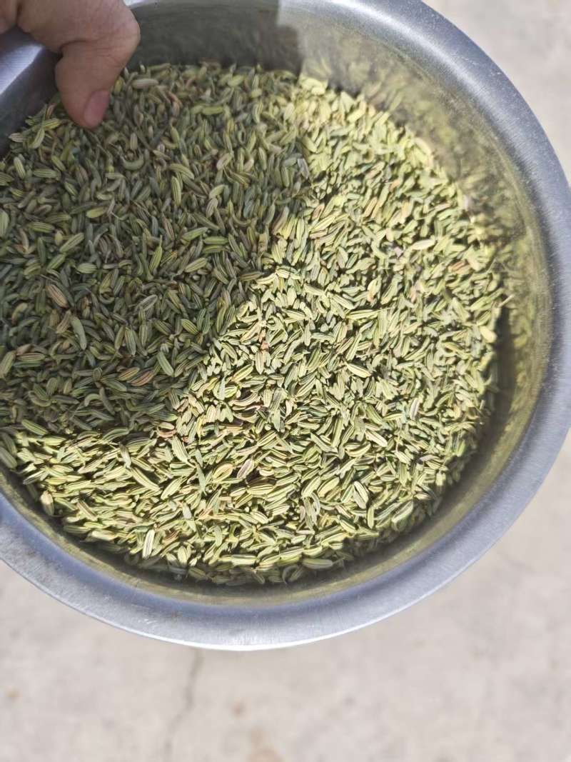 茴香