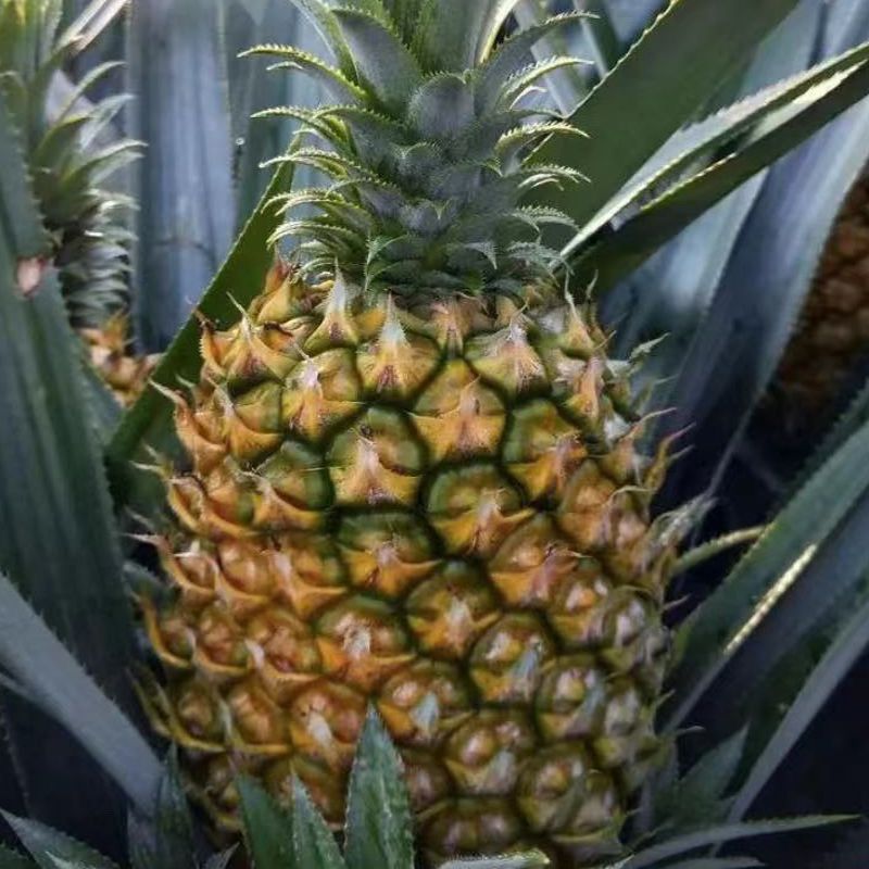 菠萝