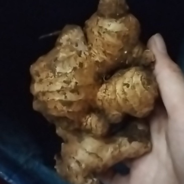 果园姜