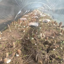 羊肚菌