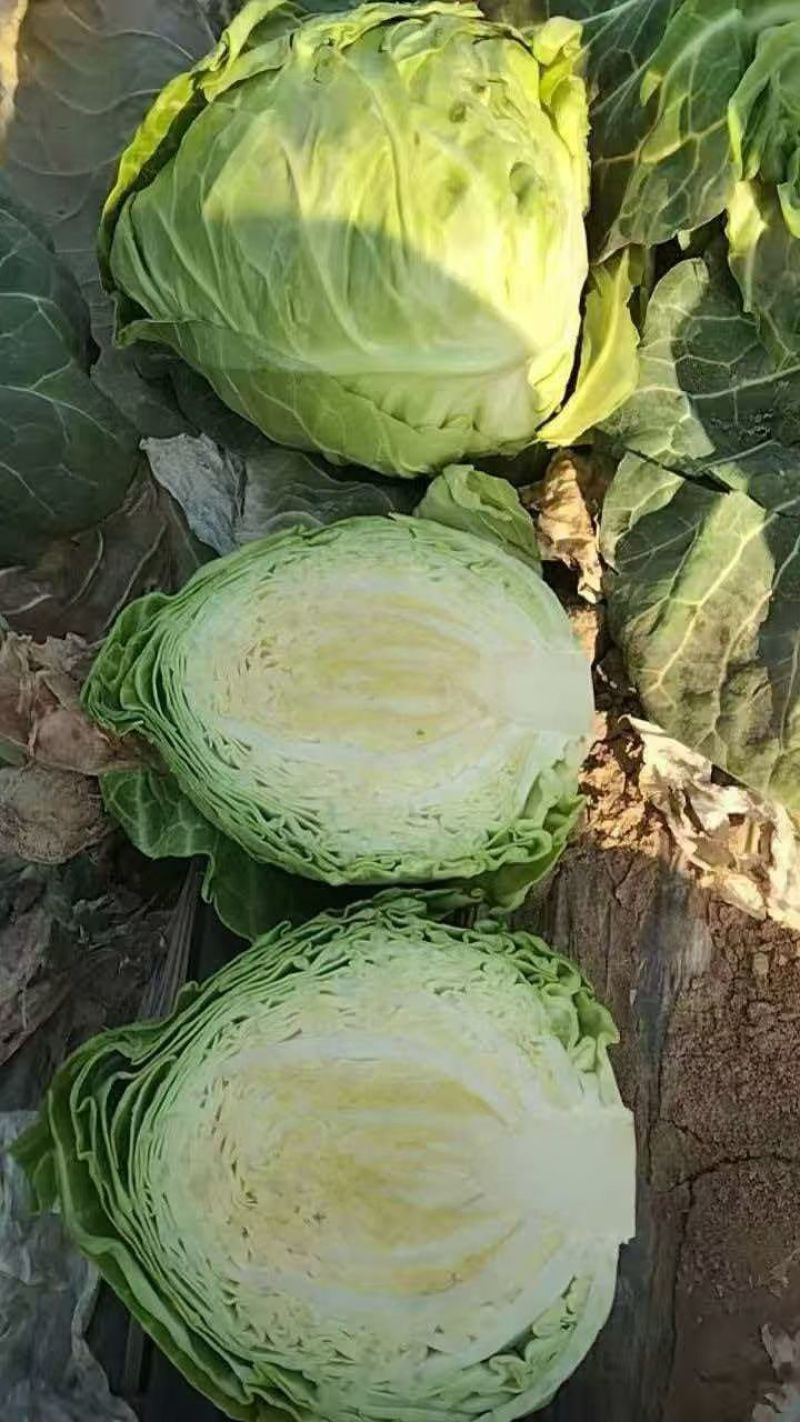 蔬菜，甘蓝，圆包菜