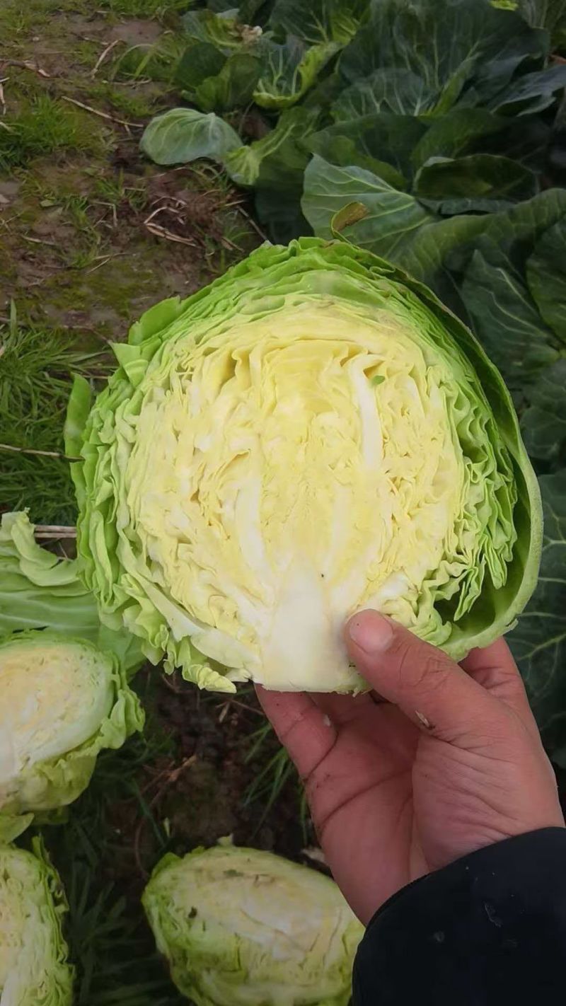 蔬菜，甘蓝，圆包菜