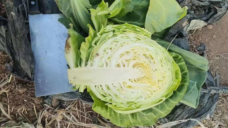 蔬菜，甘蓝，圆包菜