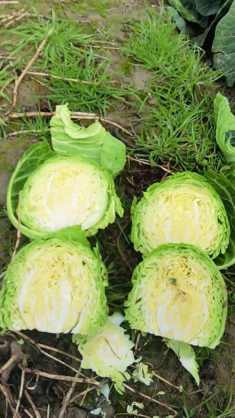 蔬菜，甘蓝，圆包菜