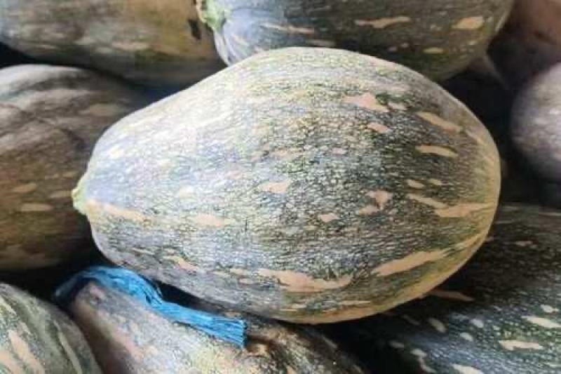 湛江本地种植QQ南瓜一手货源基地直发欢迎全国老板采购