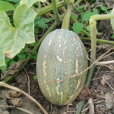 湛江本地种植QQ南瓜一手货源基地直发欢迎全国老板采购