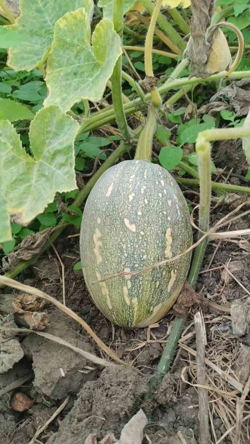 湛江本地种植QQ南瓜一手货源基地直发欢迎全国老板采购