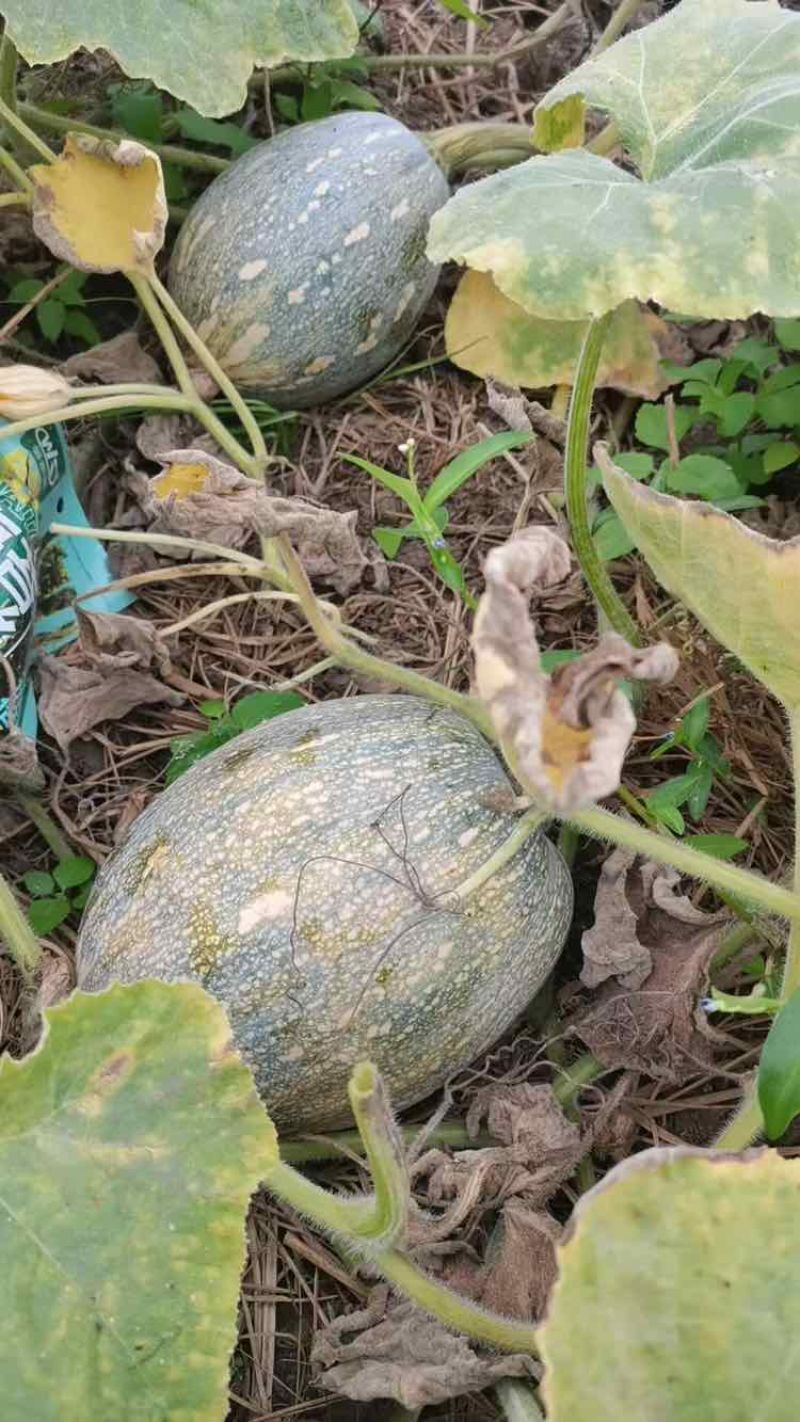 湛江本地种植QQ南瓜一手货源基地直发欢迎全国老板采购