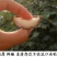 西夏优质干香菇