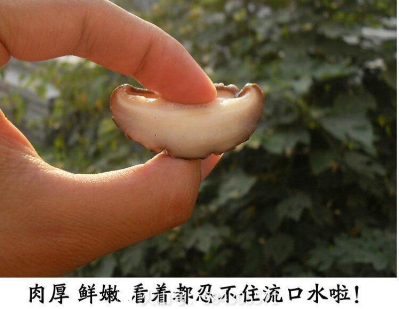 西夏优质干香菇