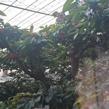 大连美早樱桃