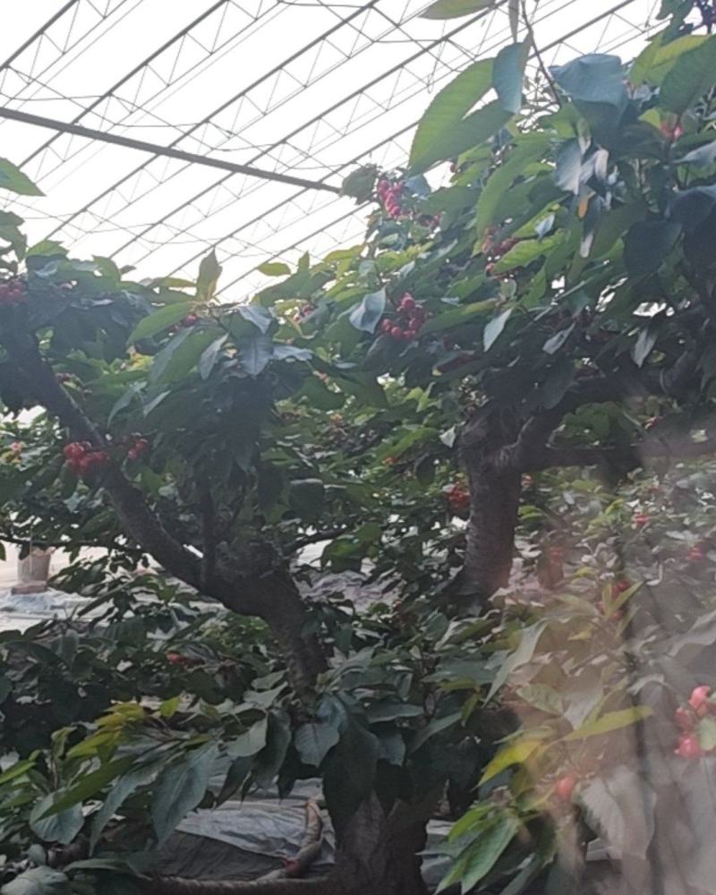 大连美早樱桃
